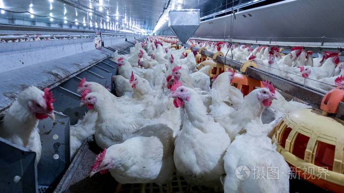家禽养殖场和鸡肉以养殖肉白鸡为目的的养殖住宅活鸡肉和鸡蛋生产在一