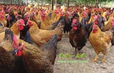 中药在家禽保健、绿色养殖中七妙用,增重增蛋抗病