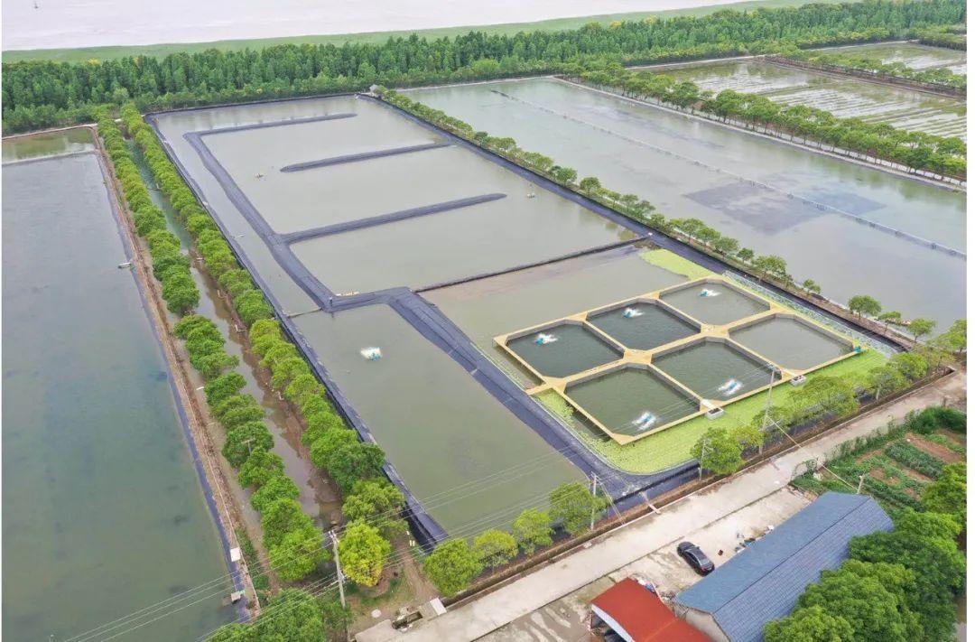 上海崇东水产养殖专业合作社让高端水产品在工厂化养殖小区茁壮成长