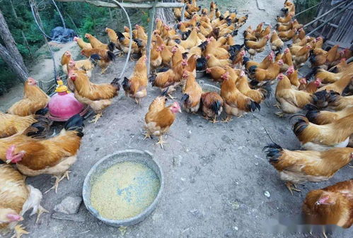 家禽养殖业市场低迷不赚钱,运用部分发酵饲料扭亏为盈