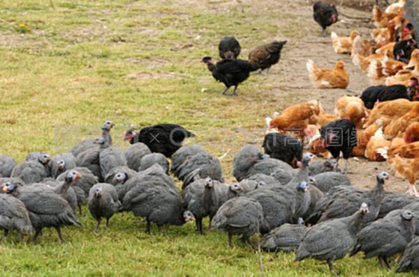 法国,布鲁埃恩维辛的家禽养殖