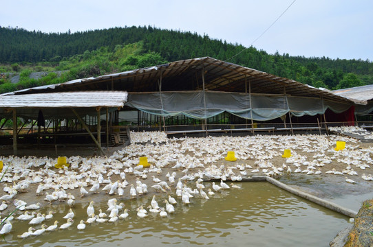 鸭子,土鸭养殖,鸭场