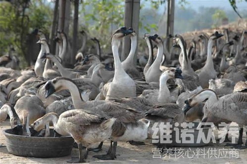 四季鹅吃什么饲料,自制鹅饲料配方大全