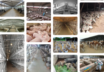 养殖场1袋22元的高效持久生物除臭消毒剂解决臭味氨气等问题,效果比10瓶1公斤的生物除臭剂效果可能更好,但成本不到三分之一