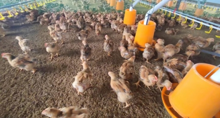 声音贵州-生态家禽创新养殖模式