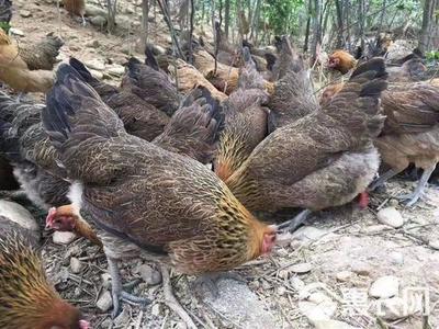 黑瑶鸡苗,家禽精品好养。好吃。均重3公斤左右,提供养殖技术