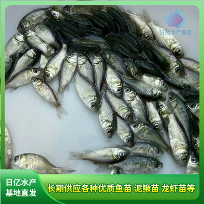 产品图片_广州市花都区赤坭日亿水产鱼苗养殖场