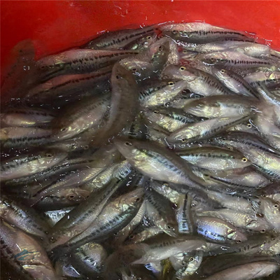 大嘴鲈鱼苗高密度养殖场 3-6公分加州鲈出售 优鲈3号水产种苗