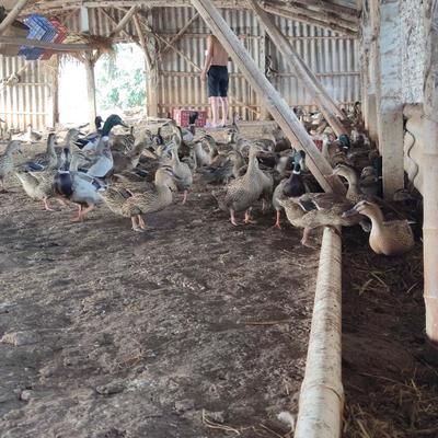 淘汰鸭老鸭下蛋老母鸭养殖户直销