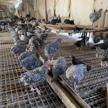 安康市汉滨区向恒养殖