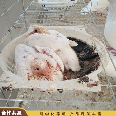 宣威市农兴养殖