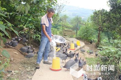 贫困户家禽销售遇难题 “互联网+农产品”模式来解决