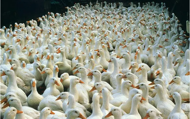 鸡鸭鹅价格全面下滑,家禽养殖或将进入新一轮"衰退期"?