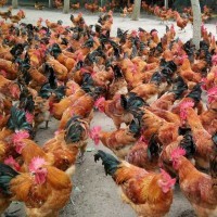 51农牧联盟网农特供信息属于51农牧联盟网平台(www.51nmlmw.com)包含蔬菜,水果,禽畜肉蛋,粮油米面,农资农机,种子种苗,水产,农副加工等产品类目,为广大商家企业提供更便捷的交易方式。