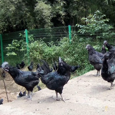 那里有正宗乌骨鸡苗 黑乌骨鸡苗那里有售 快大黑乌鸡苗批发价格