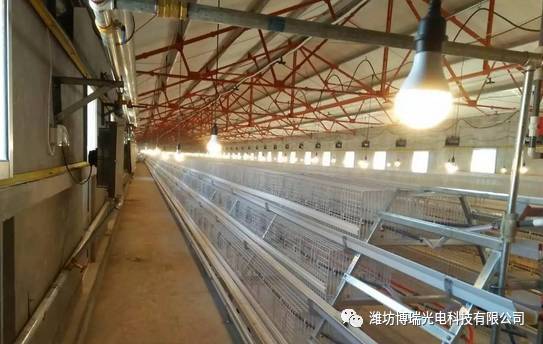 专注家禽养殖照明 从这里了解我们