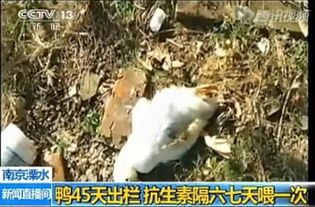 32天出栏18元一只的烤鸭能吃吗