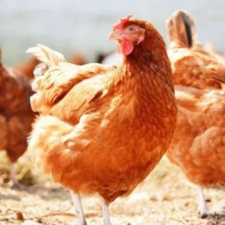 海兰灰青年鸡体重标准 海兰灰青年鸡胫长