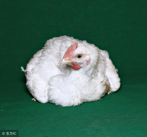 家禽各阶段养殖注意事项及各阶段疾病防治措施