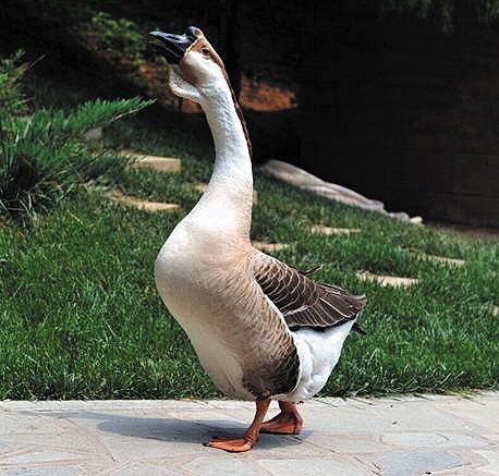 狮头鹅养殖技术介绍 饲养管理