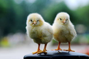 5g是现在不是未来 华为概念率先反击,低吸是否适宜