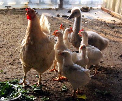 致富养殖,什么最赚钱最快?