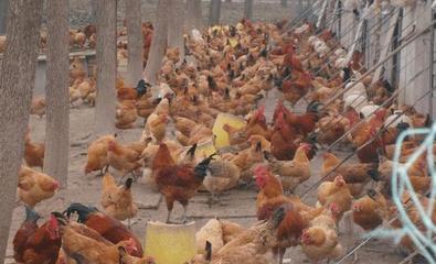 即日起,农村这4样东西要涨价,价格可观,家里有的先别着急卖!