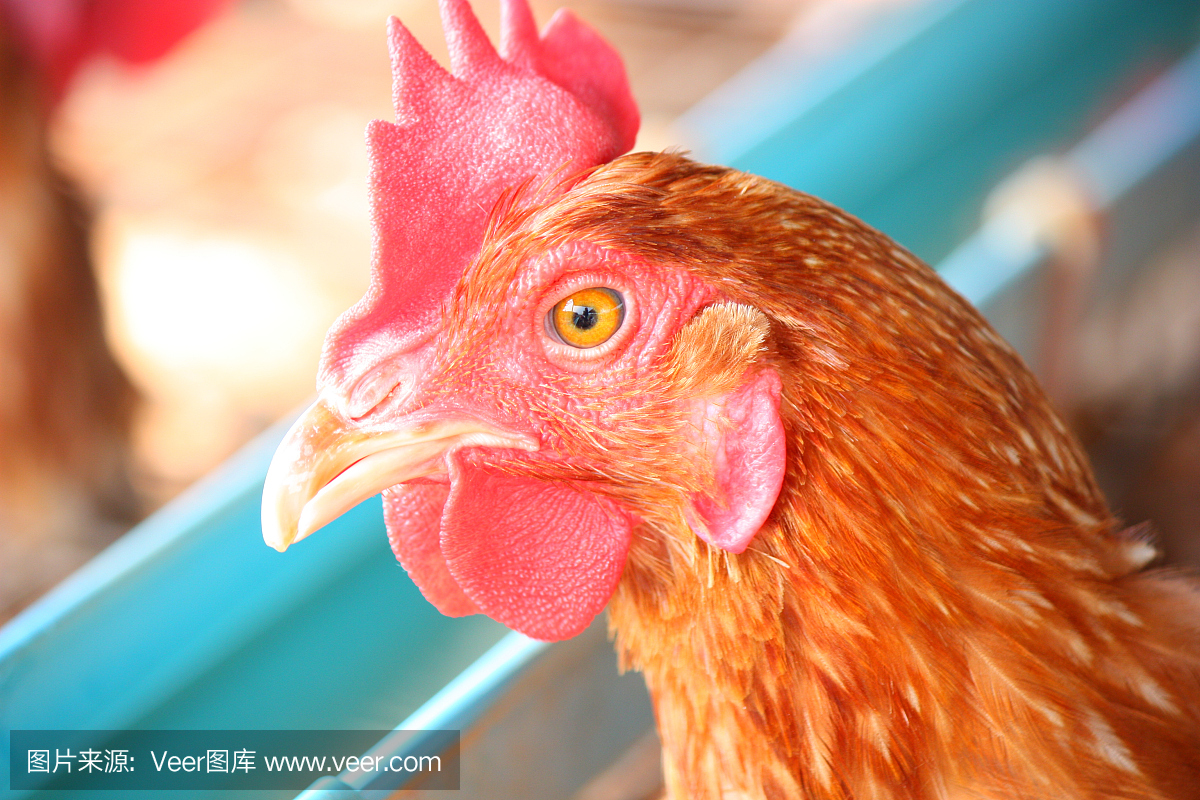 传统家禽养殖场的鸡