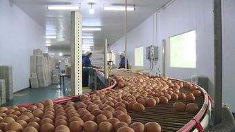 他们慕名来公安,只因这个国家级农业产业化龙头......