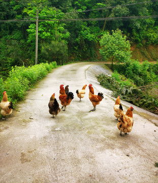 农村散养土鸡,家禽家畜,动物摄影,摄影素材,汇图网