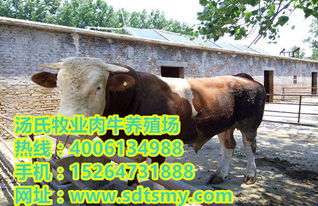 肉牛养殖的成本高吗 小牛犊价格行情 种牛苗多少钱