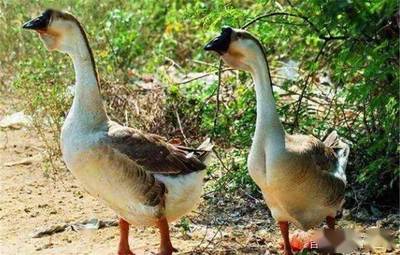 鸡鸭鹅同样是家禽,为啥农村养鸡鸭的很多,养鹅的却很少