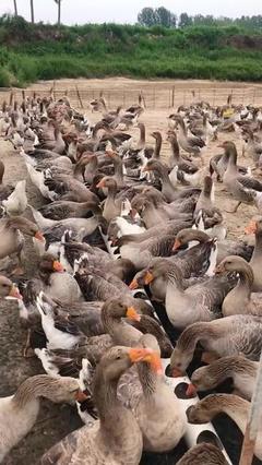 鸡鸭鹅养殖基地
