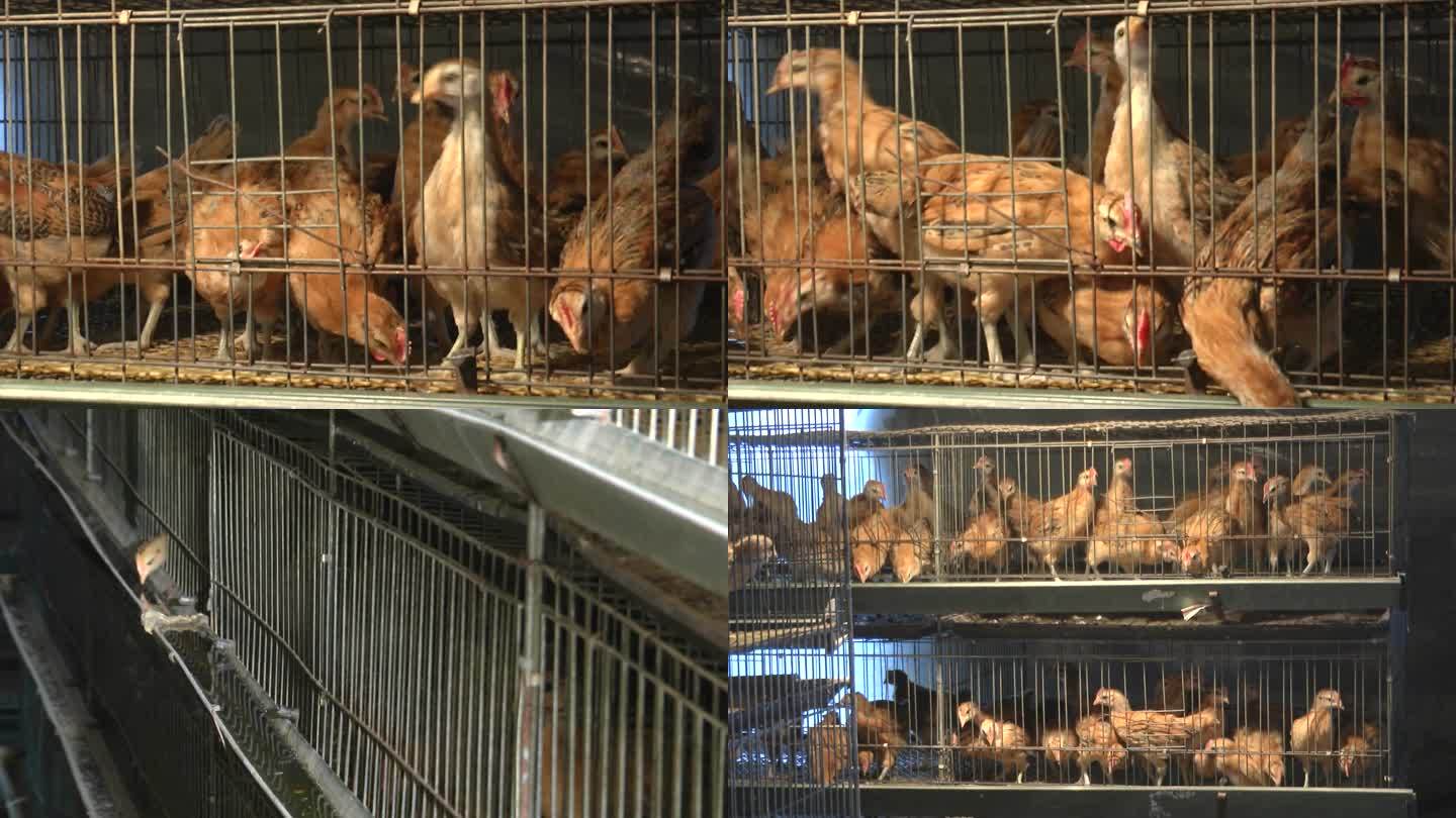 笼养鸡_青年鸡_鸡群_小鸡饮水_雏鸡吃食_视频素材下载_编号:
