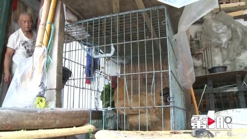 居民楼顶养家禽,浓烈臭味让人难以忍受