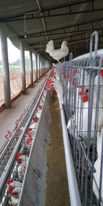 梭鱼鲈鱼工业竖图图片下载-梭鱼鲈鱼工业素材-梭鱼鲈鱼工业照片-摄图新视界