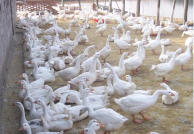 鸡鸭鹅都是家禽,为何农村养鸡鸭的多,养鹅的却很少?鹅难养吗?