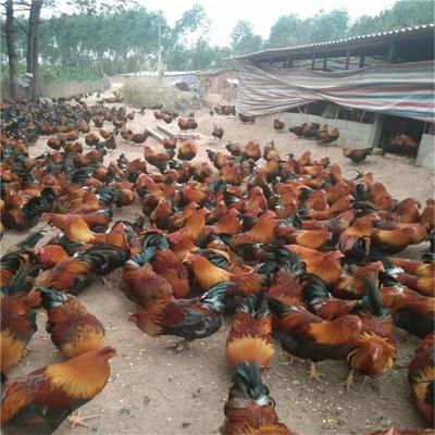 广西清远麻鸡苗 清远麻鸡价格 鸣盛