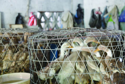 重创之下,如何保持家禽养殖业的“续航力”?--黄岩新闻网