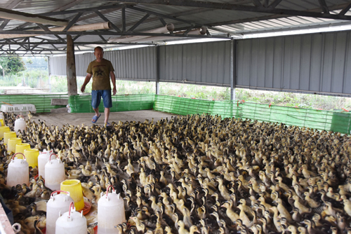 河南省镇平县王岗乡家禽养殖助增收