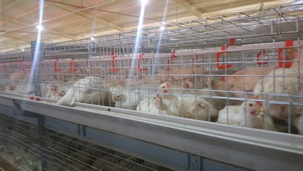 郯城县庆刚家禽养殖农民专业合作社