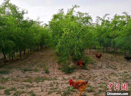 综述 乡村振兴中的新疆 访惠聚 身影