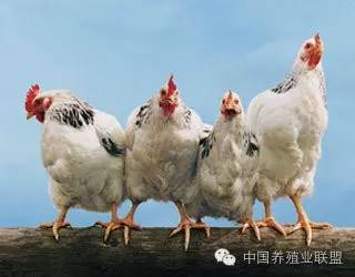 他们,才是养鸡人心中的痛