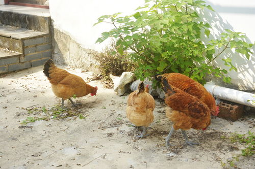 农村土乌鸡图片素材下载 动物摄影素材下的家禽家畜图片素材