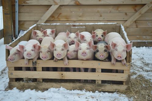 家禽家畜猪养殖业图片 摄影图 下载至来源处