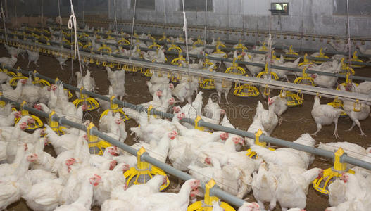 鸡。家禽养殖场