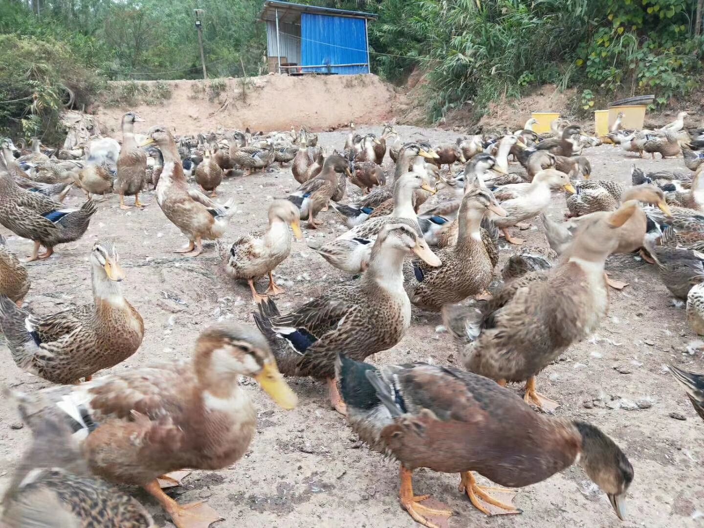 自养麻鸭河边鸭