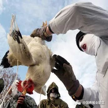 2018年全球家禽产业十大关键词