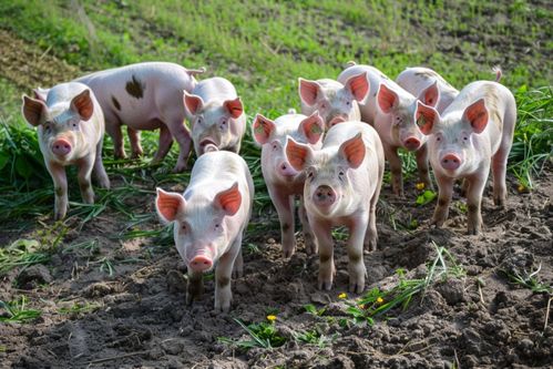 家禽家畜家猪饲养图片 摄影图 下载至来源处