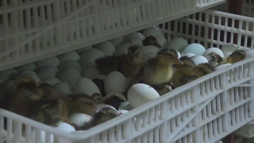 小鸭蛋 孵 出美好生活